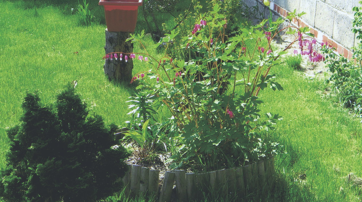 Dumna serduszka na klombie.