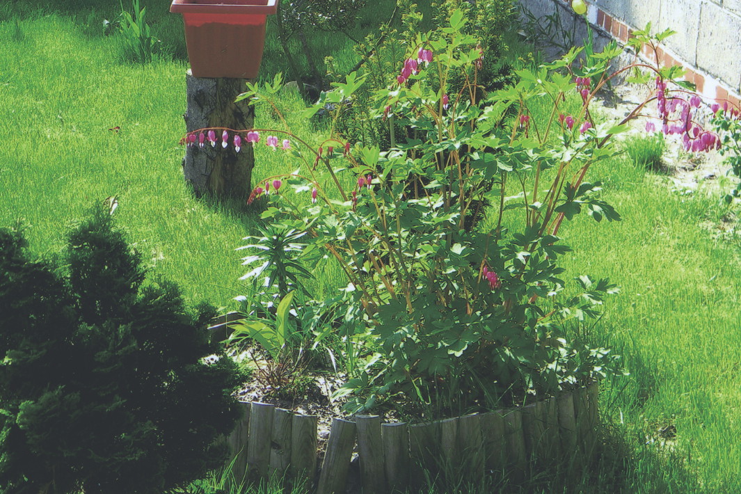 Dumna serduszka na klombie.