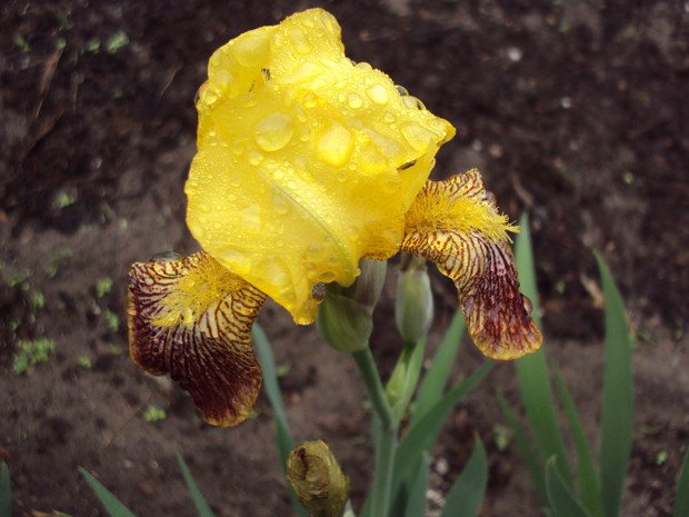 Dwukolorowy irys po deszczu