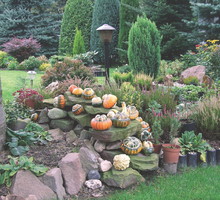 Dynia ozdobna 'Sułtański turban' Cucurbita pepo potrafi mieć naprawdę oryginalne kształty owoców.