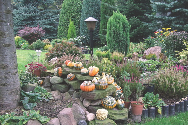 Dynia ozdobna 'Sułtański turban' Cucurbita pepo potrafi mieć naprawdę oryginalne kształty owoców.