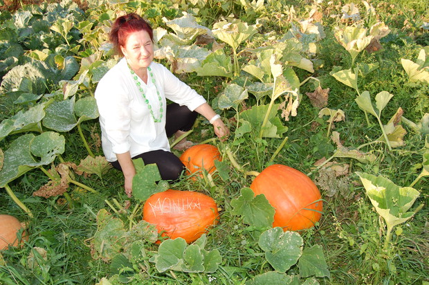 Dynie w tym roku obrodziły