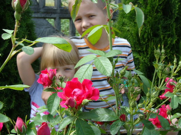Dzieciaczki uwielbiają chować się za dorodną różą przed mamą gdy woła na obiad:)