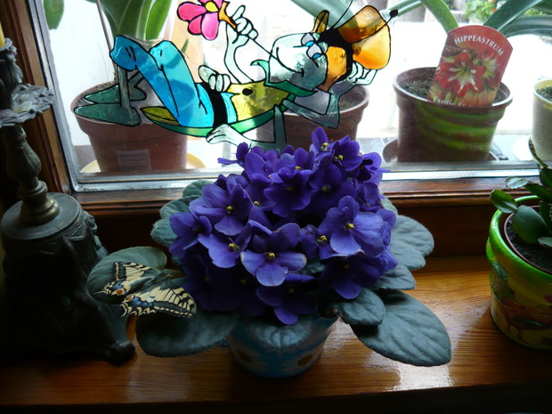 Fiołek obsypany kwiatami