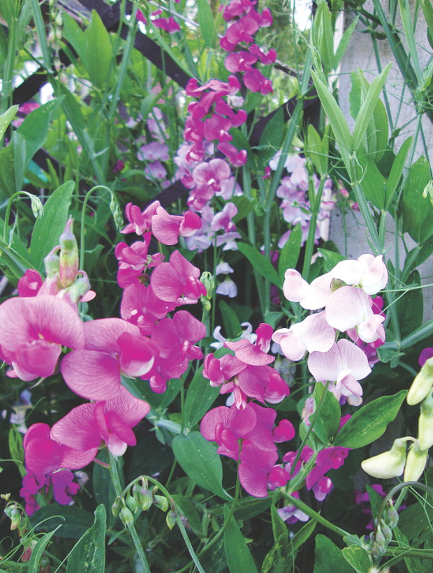 Groszek pachnący wabi swym kolorem i aromatem owady zbierające nektar.