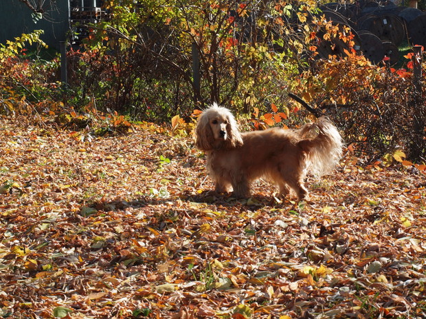 Harce w liściach to ulubione zajęcie mojej spanielki Roxy.