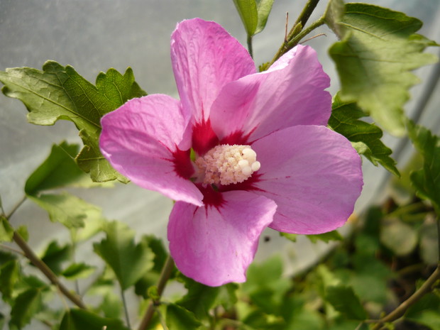 Hibiskus ogrodowy - kupiony jako magnolia w Bricomarche, ehh