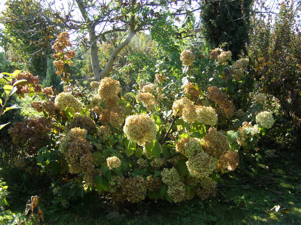 Hortensja Anabelle ,VANILLE FRAISE oraz Lime Light w jesiennej odsłonie.