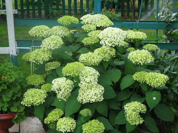 Hortensje ,które w zimę nie przemarzną