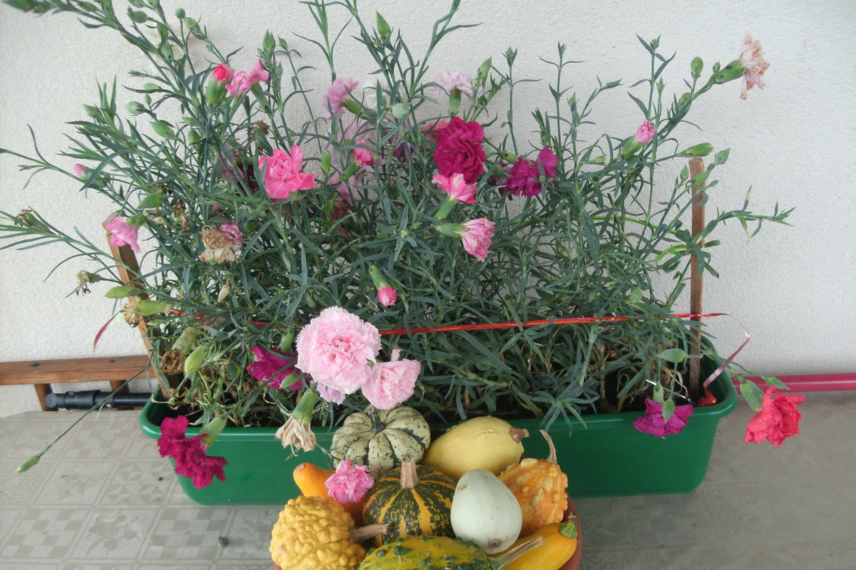 http://www.mojpieknyogrod.pl/gfx/00/00/91/f6/image-0rxfn5j_jpg/crop_center_top_100x100_100x100