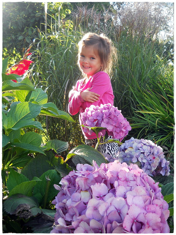 i między hortensjami