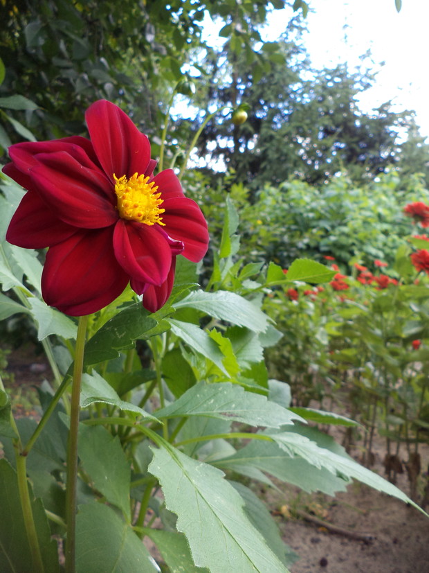 I na koniec samotna dalia :)