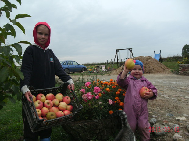 Idzie jesień złote jabłka w skrzynce niesie