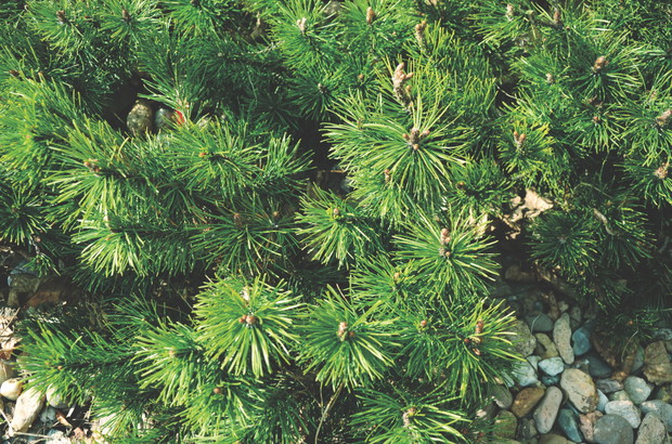 Iglaki najlepiej czują się w sąsiedztwie głazów i drobnych otoczaków.
