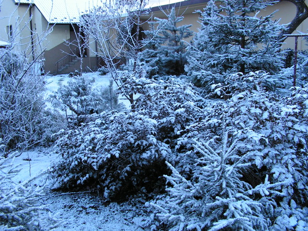 Iglaki w roli główne