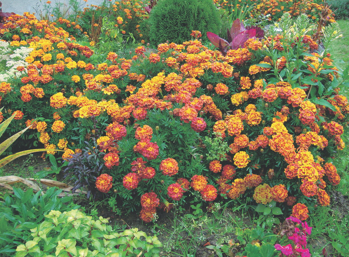 Intensywna woń roztartego liścia aksamitek odstrasza szkodniki, natomiast pszczoły doceniają miodowy aromat tych kwiatów.