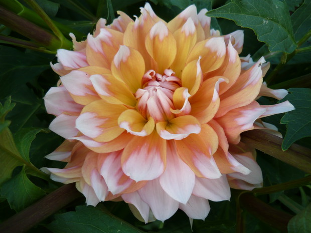 Jak wielka tak piękna - dalia