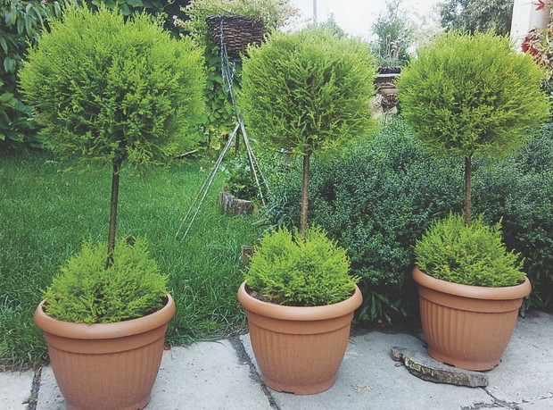 Jasnozielone cyprysy formuję w podwójne dekoracyjne kule.