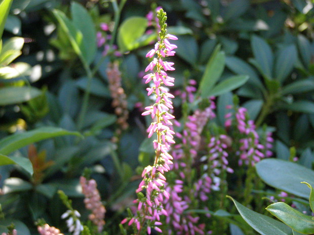 Jeden z symboli jesieni-wrzos.