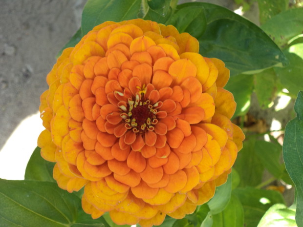 Jedna z piękniejszych pełnych cyń.