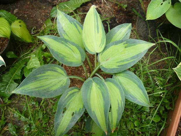 Jedna z tych najpiękniejszych tegorocznych