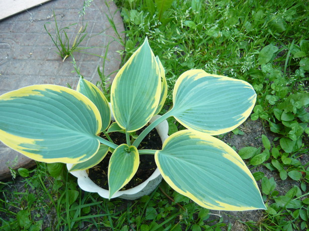 Jedna z tych najpiękniejszych