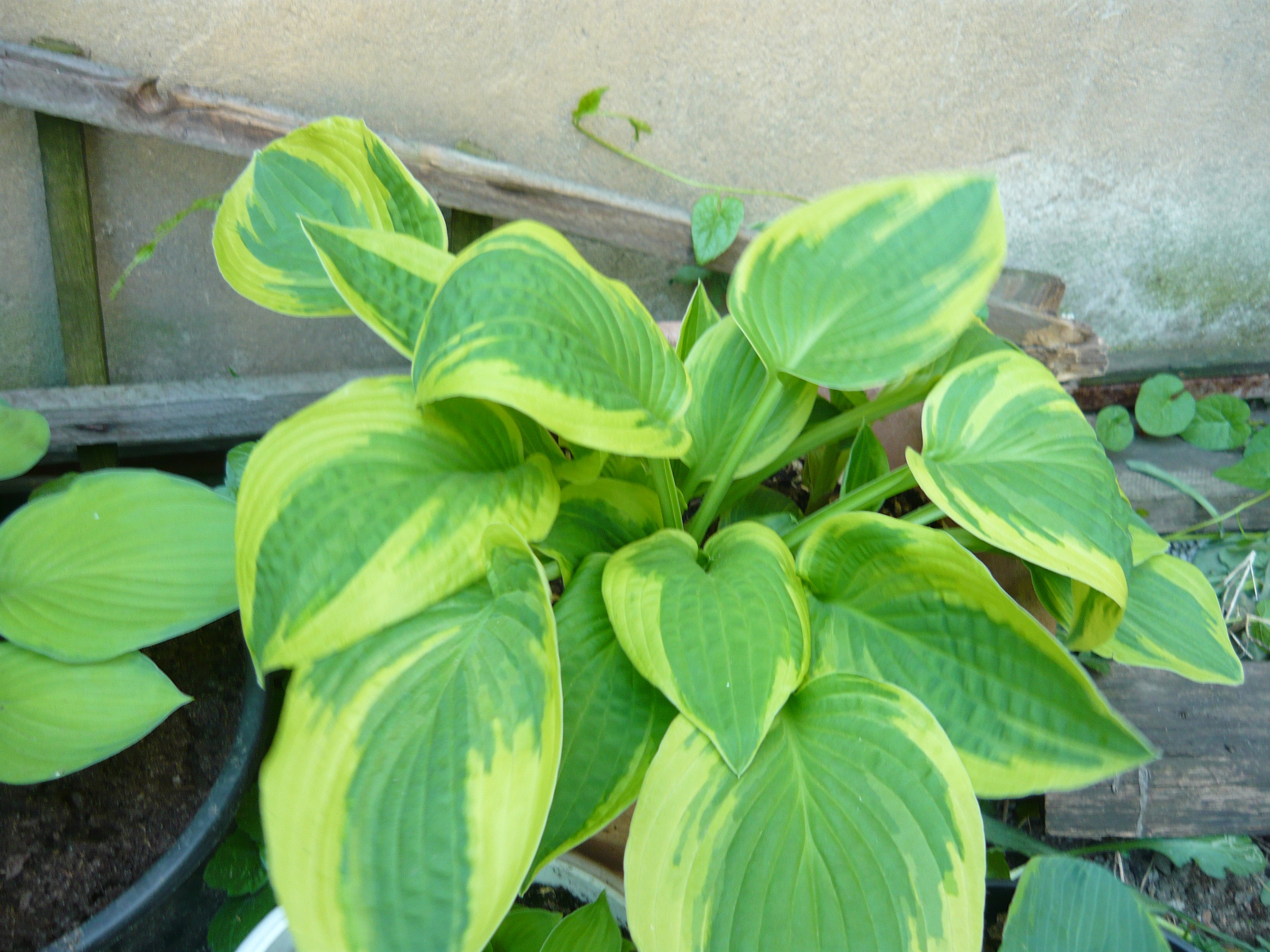 Jedna z tych najstarszych