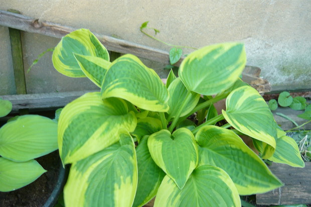 Jedna z tych najstarszych