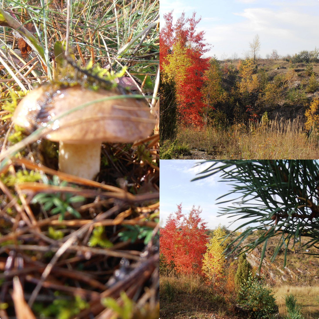 Jesień w dzikim ogrodzie
