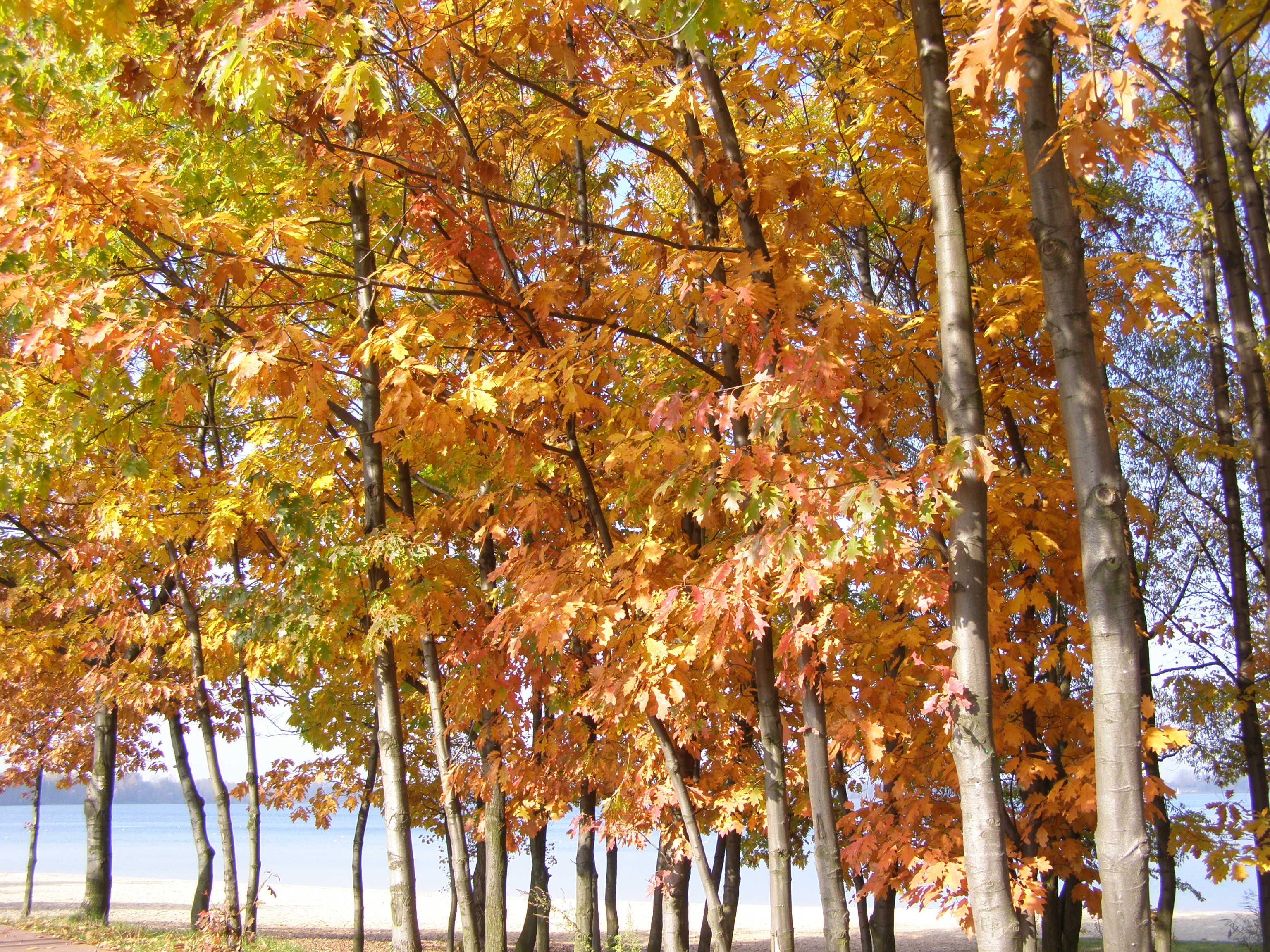 Jesienią dęby pokazują swoje najpiękniejsze oblicze.