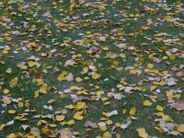 Jesienne liście na działce