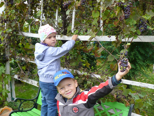 Jesienne zbiory przez wnuków