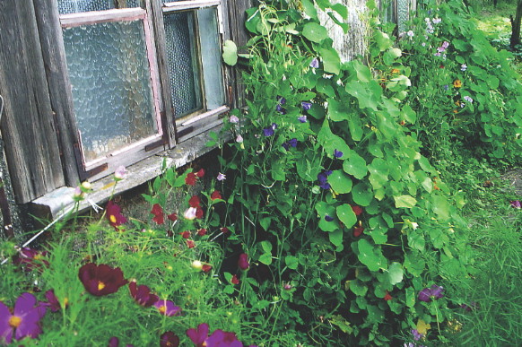 Jeśli na nasturcji zaczynają żerować mszyce, wkrótce pojawiają się ich naturalni wrogowie – biedronki.