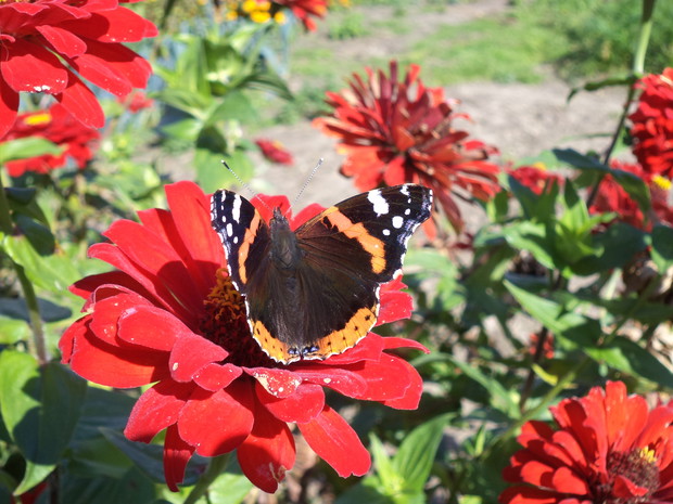 Jeszcze jedna z motylem