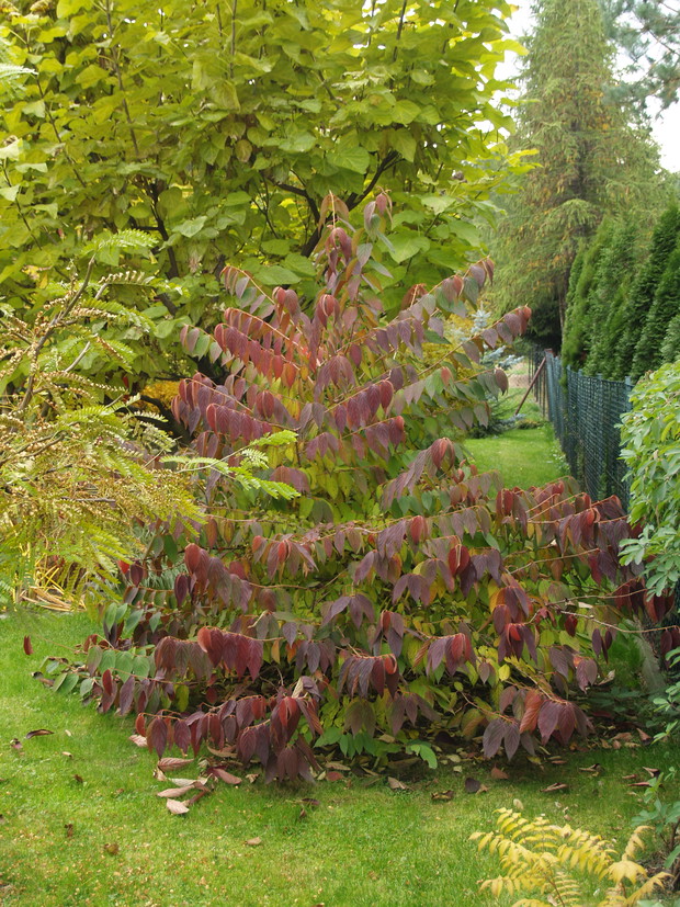 Kalina japońska wyjątkowo wiedzie prym w jesiennej aranżacji.