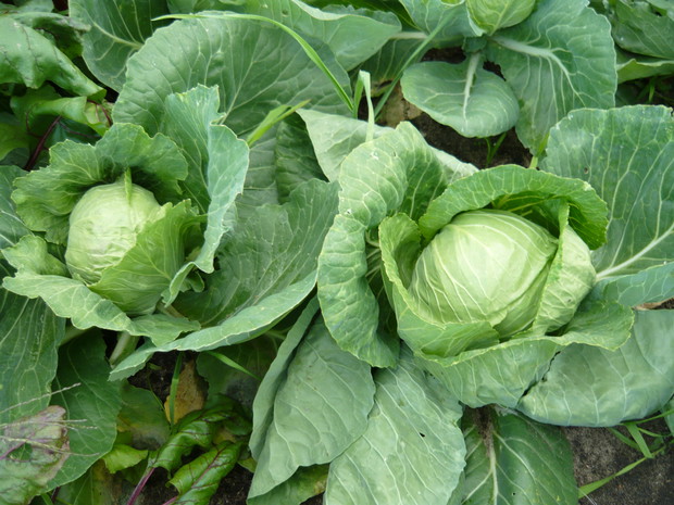 Kapusta - najlepsza na świeżą soczystą surówkę