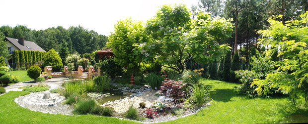 Katalpa kwitnie w lipcu