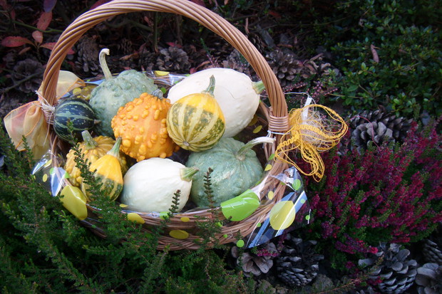 Każdego roku ozdabiam swój ogród dyniami i tykwami z własnej uprawy.