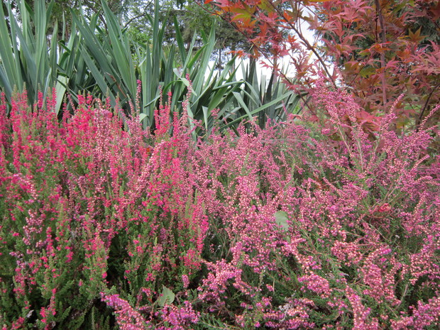 kiedy liliowe wrzosy zakwitną... już jesień...