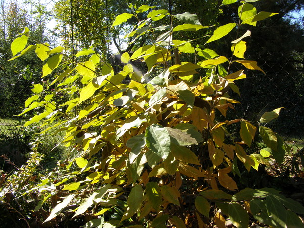 Kielichowiec wonny przybiera piękne barwy.