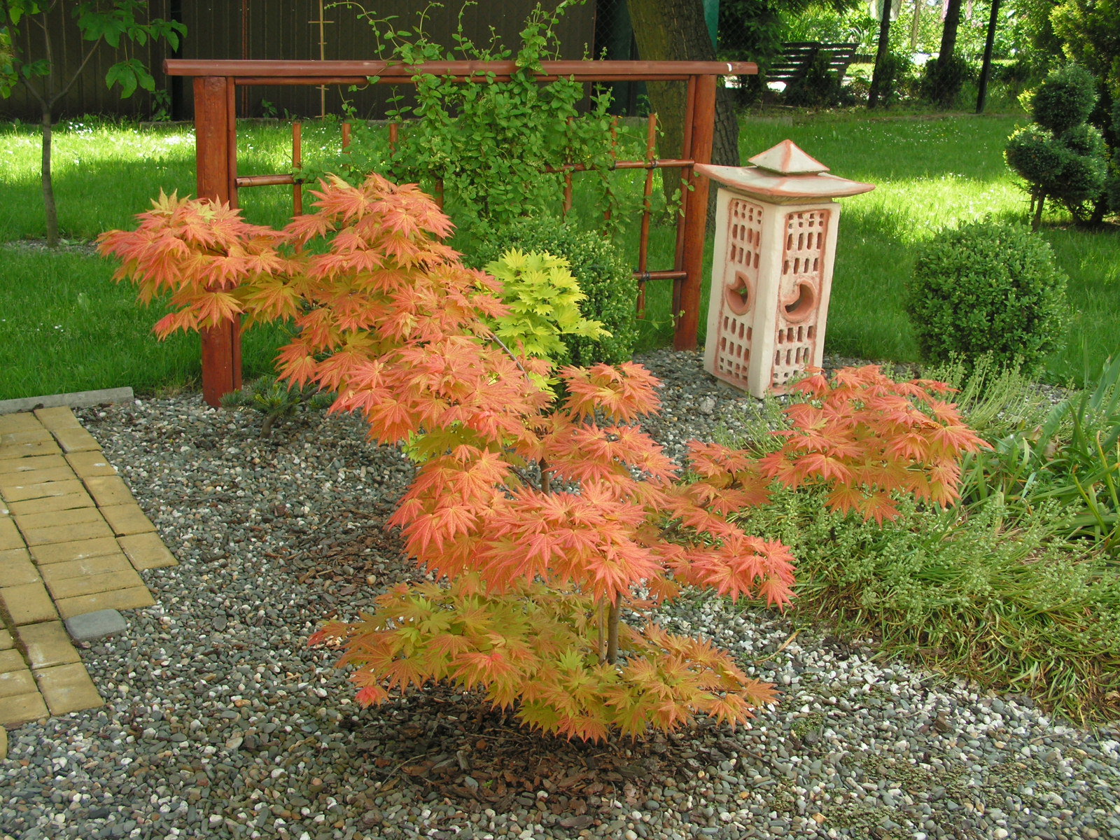 Klon japoński Acer japonicum 'Vitifolium'