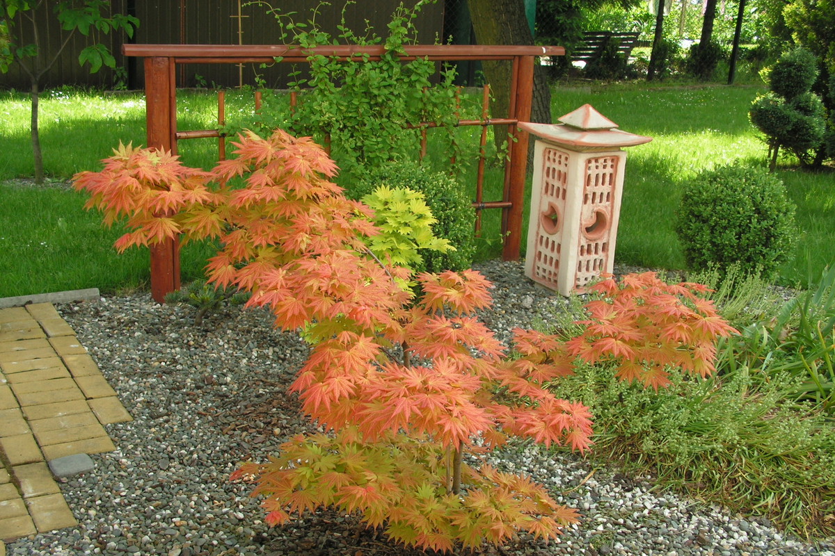 Klon japoński Acer japonicum 'Vitifolium'