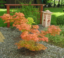 Klon japoński Acer japonicum 'Vitifolium'