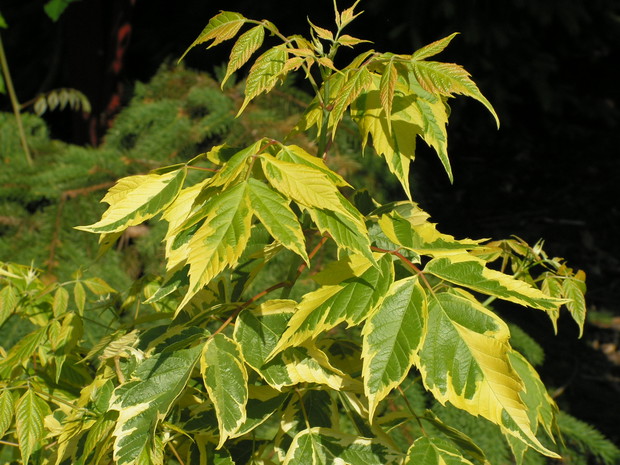 Klon jesionolistny Acer negundo 'Flamingo'