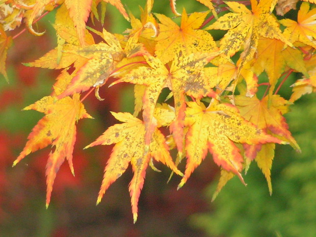 Klon Kagiri Nishiki w jesiennej barwie