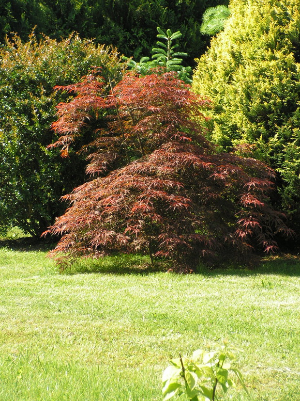 Klon palmowy Acer palmatum 'Inaba Shidare'