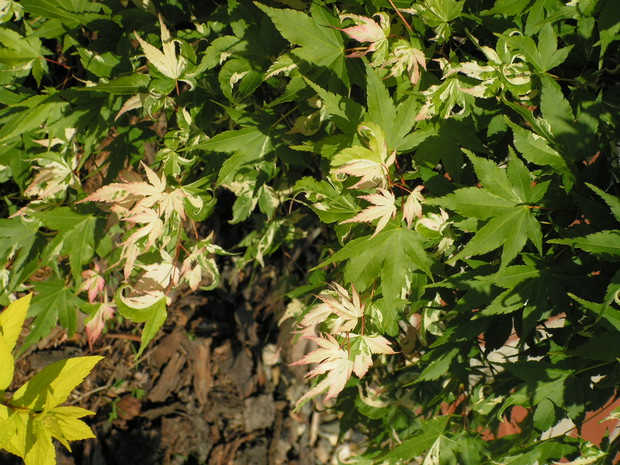 Klon palmowy Acer palmatum 'Oridono Nishiki'