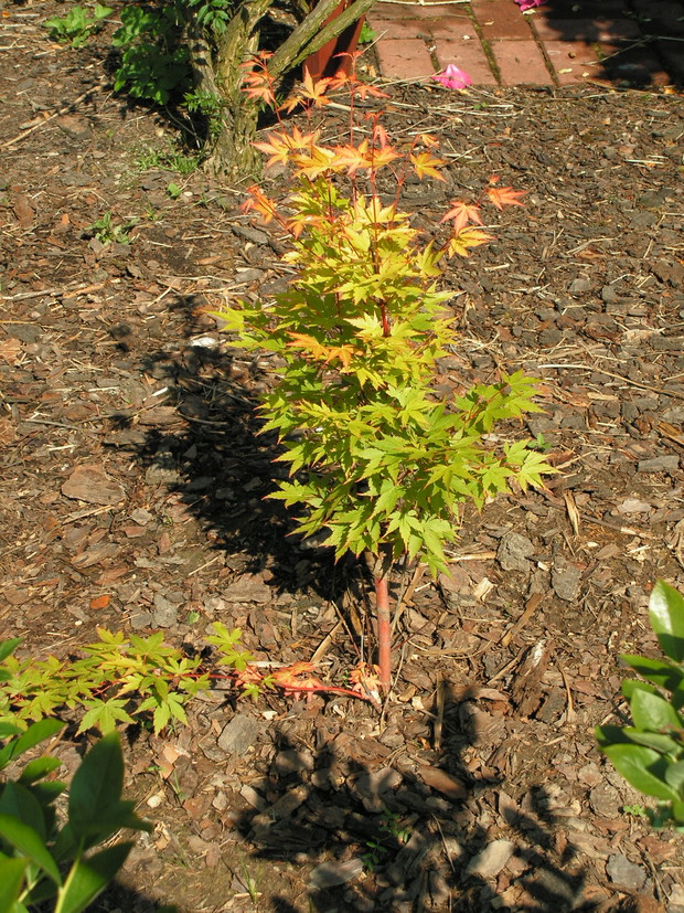 Klon palmowy Acer palmatum 'Sango Kaku'