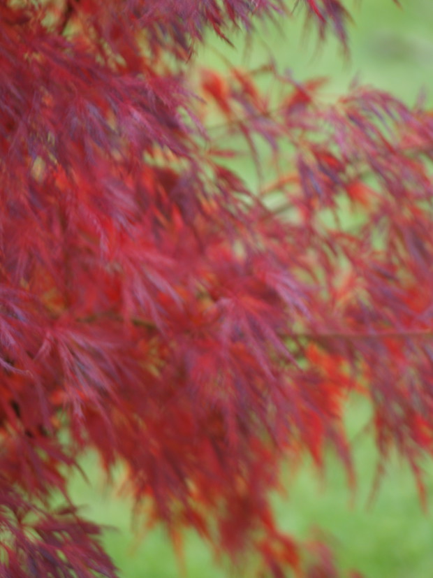 klon Seiryu w purpurowej barwie