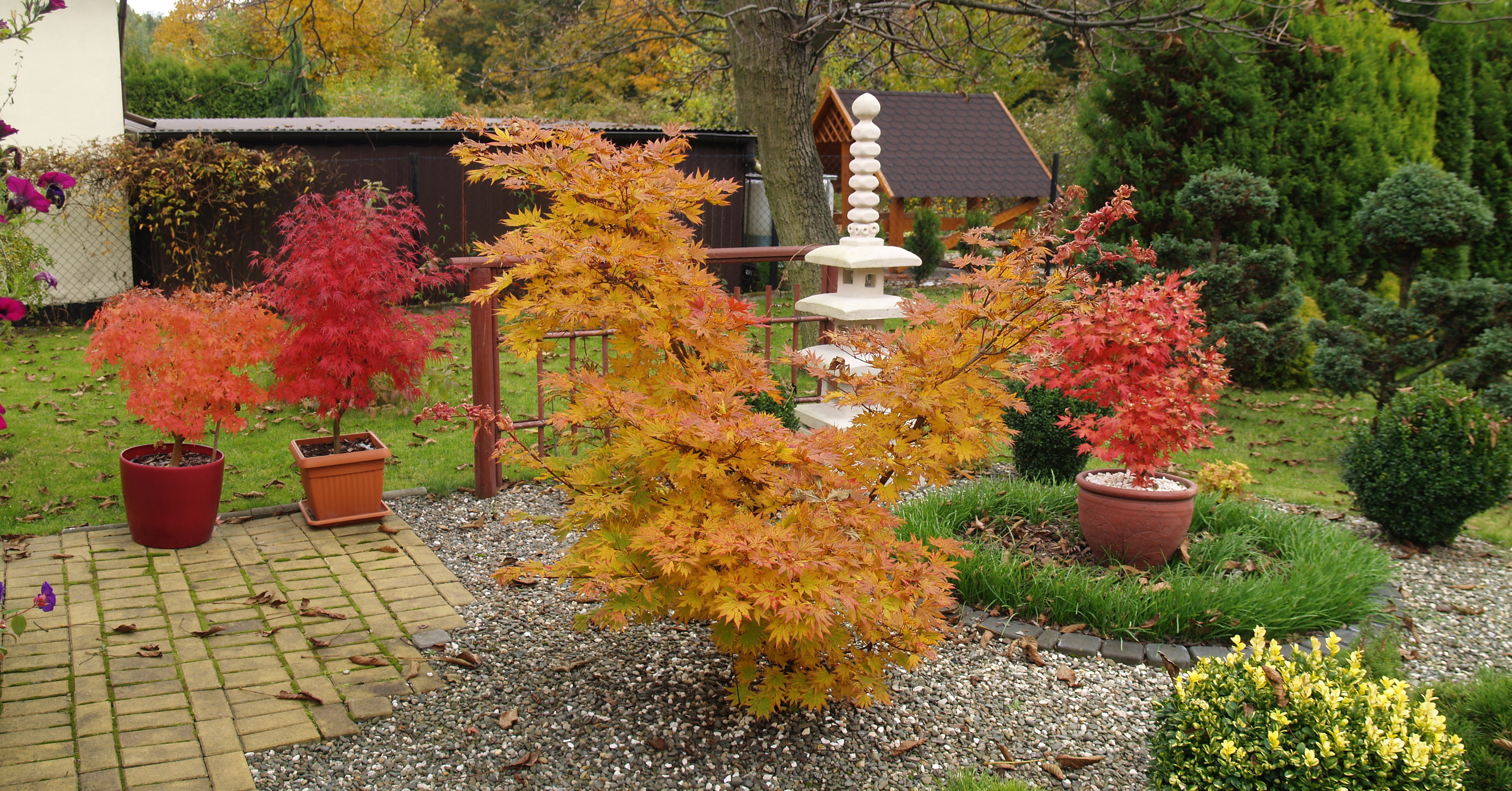 Klony w jesiennej barwie